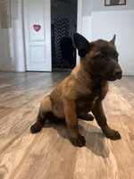 Titan, a male Belgian Malinois for sale in San Tan Valley, AZ – Photo 2 of 4