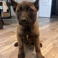 Titan, a male Belgian Malinois for sale in San Tan Valley, AZ – Photo 4 of 4