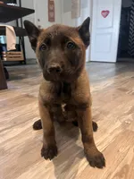 Titan, a male Belgian Malinois for sale in San Tan Valley, AZ – Photo 4 of 4