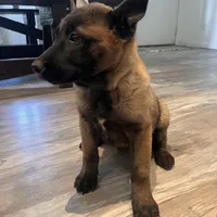 Titan, a male Belgian Malinois for sale in San Tan Valley, AZ – Photo 1 of 4