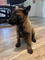 Titan, a male Belgian Malinois for sale in San Tan Valley, AZ – Photo 1 of 4