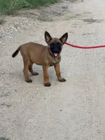 Roxy, a female Belgian Malinois for sale in San Tan Valley, AZ – 3 of 3