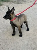 Rover, a male Belgian Malinois for sale in San Tan Valley, AZ – 2 of 3