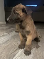 Zeus, a male Belgian Malinois for sale in San Tan Valley, AZ – 2 of 3