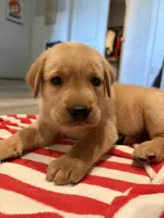 Scooby, a male Labrador Retriever for sale in San Tan Valley, AZ – 4 of 5