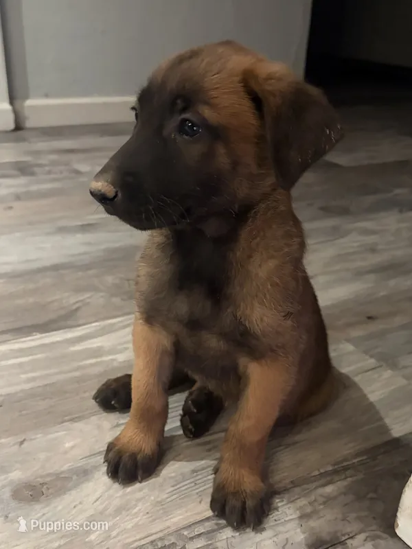 Lottie  – Belgian Malinois puppy for sale in San Tan Valley, AZ