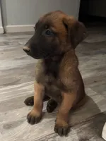 Stella , a female Belgian Malinois for sale in San Tan Valley, AZ – 1 of 3