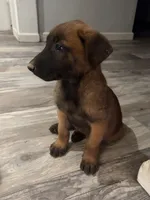 Stella , a female Belgian Malinois for sale in San Tan Valley, AZ – 3 of 3