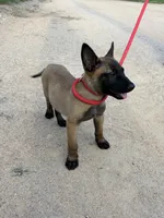 Rover, a male Belgian Malinois for sale in San Tan Valley, AZ – 1 of 3