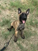 Zeus, a male Belgian Malinois for sale in San Tan Valley, AZ – 4 of 4