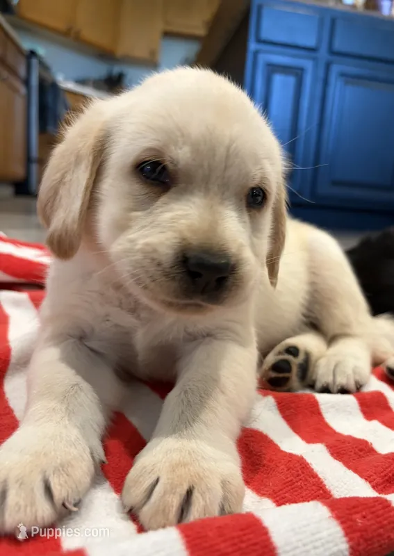 Blondie – Labrador Retriever puppy for sale in San Tan Valley, AZ