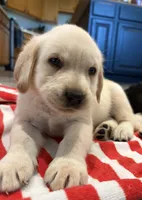 Blondie, a female Labrador Retriever for sale in San Tan Valley, AZ – 1 of 3