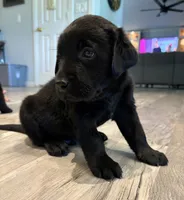 Tank, a male Labrador Retriever for sale in San Tan Valley, AZ – 3 of 5