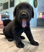 Tank, a male Labrador Retriever for sale in San Tan Valley, AZ – 5 of 5