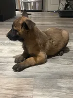 Zeus, a male Belgian Malinois for sale in San Tan Valley, AZ – 3 of 3