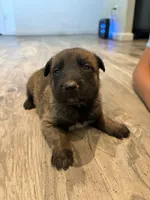 Zeus, a male Belgian Malinois for sale in San Tan Valley, AZ – 1 of 1