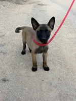 Rover, a male Belgian Malinois for sale in San Tan Valley, AZ – 3 of 3