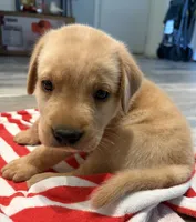 Scooby, a male Labrador Retriever for sale in San Tan Valley, AZ – 3 of 5