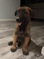 Stella , a female Belgian Malinois for sale in San Tan Valley, AZ – 2 of 3
