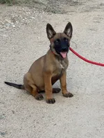 Roxy, a female Belgian Malinois for sale in San Tan Valley, AZ – 2 of 3