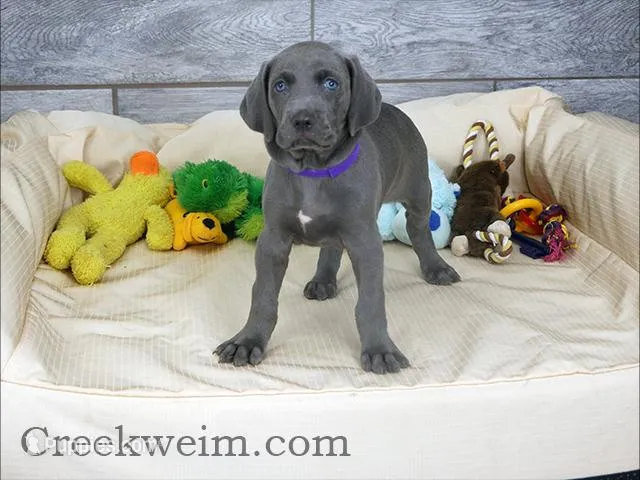 Nicole AKC – Weimaraner puppy for sale in Ogden, UT