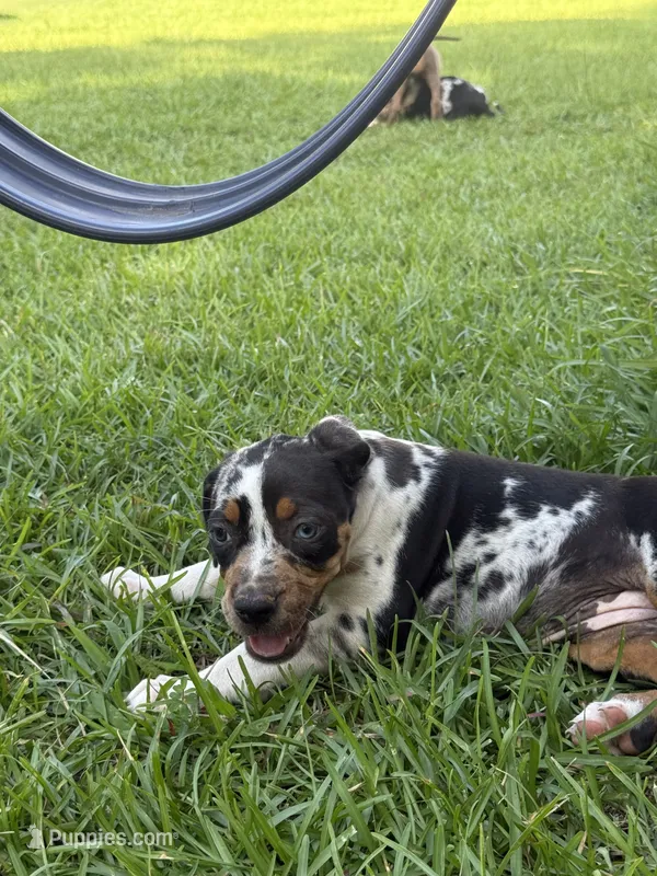 Blue Female – Catahoula Leopard Dog puppy for sale in Keithville, LA