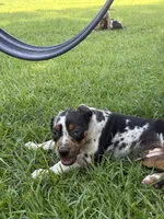 Blue Female, a female Catahoula Leopard Dog for sale in Keithville, LA – 1 of 6