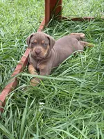 Red Female, a female Catahoula Leopard Dog for sale in Keithville, LA – 5 of 8
