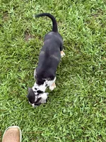 Blue Male, a male Catahoula Leopard Dog for sale in Keithville, LA – 6 of 6