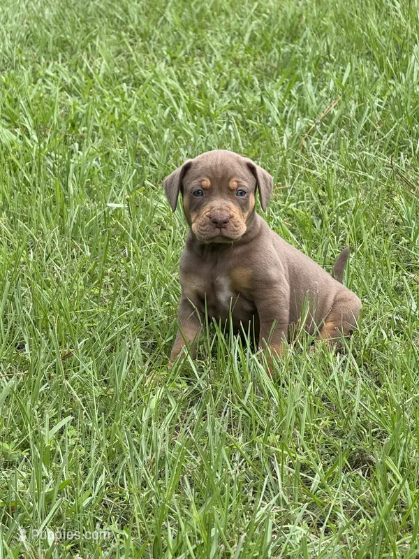 Red Female – Catahoula Leopard Dog puppy for sale in Keithville, LA