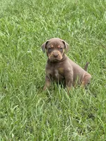 Red Female, a female Catahoula Leopard Dog for sale in Keithville, LA – 1 of 8