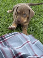 Red Female, a female Catahoula Leopard Dog for sale in Keithville, LA – 6 of 8