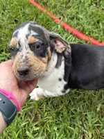 Blue Male, a male Catahoula Leopard Dog for sale in Keithville, LA – 4 of 6