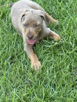 Tan Ghost , a female Catahoula Leopard Dog for sale in Keithville, LA – 4 of 7
