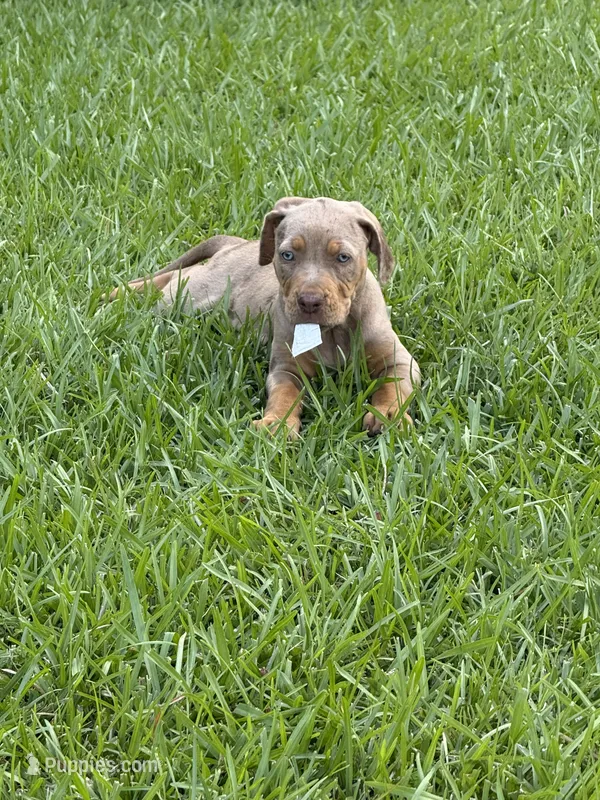 Tan Ghost  – Catahoula Leopard Dog puppy for sale in Keithville, LA
