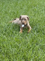 Tan Ghost , a female Catahoula Leopard Dog for sale in Keithville, LA – 1 of 7