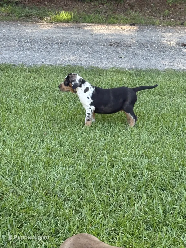 Blue Male – Catahoula Leopard Dog puppy for sale in Keithville, LA