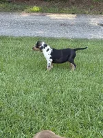 Blue Male, a male Catahoula Leopard Dog for sale in Keithville, LA – 1 of 6