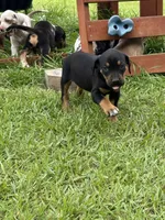 Black Gir, a female Catahoula Leopard Dog for sale in Keithville, LA – 4 of 6