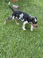 Blue Male, a male Catahoula Leopard Dog for sale in Keithville, LA – 2 of 4