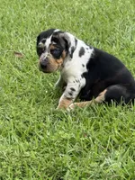 Blue Male, a male Catahoula Leopard Dog for sale in Keithville, LA – 3 of 6