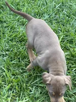 Tan Ghost , a female Catahoula Leopard Dog for sale in Keithville, LA – 3 of 7