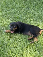 Black Gir, a female Catahoula Leopard Dog for sale in Keithville, LA – 2 of 6