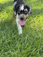 Blue Male, a male Catahoula Leopard Dog for sale in Keithville, LA – 3 of 4