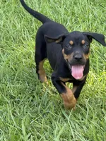 Black Gir, a female Catahoula Leopard Dog for sale in Keithville, LA – 6 of 6