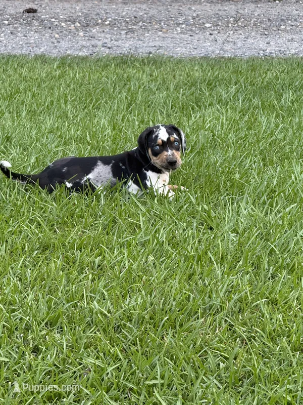 Blue Male – Catahoula Leopard Dog puppy for sale in Keithville, LA