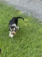 Blue Male, a male Catahoula Leopard Dog for sale in Keithville, LA – 2 of 6