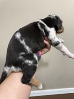 Blue Female, a female Catahoula Leopard Dog for sale in Keithville, LA – 5 of 6