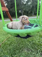 Tan Ghost , a female Catahoula Leopard Dog for sale in Keithville, LA – 6 of 7
