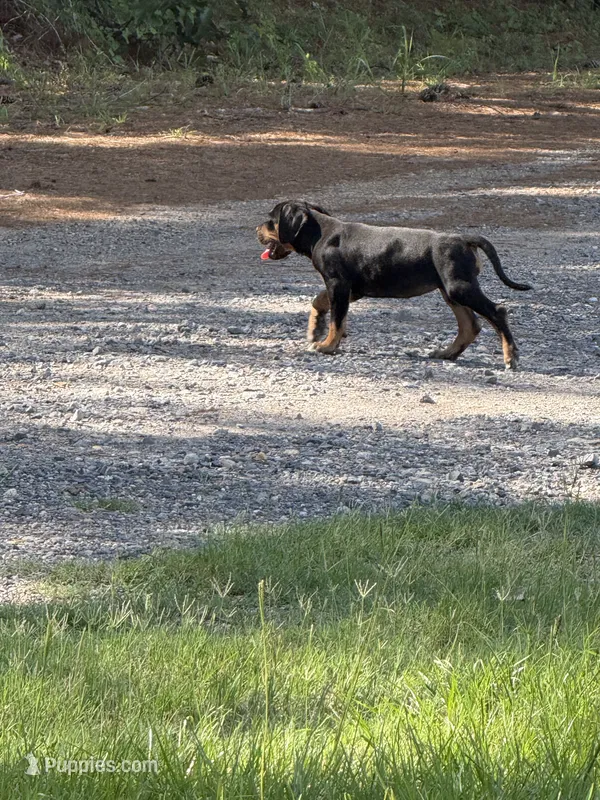 Black Gir – Catahoula Leopard Dog puppy for sale in Keithville, LA